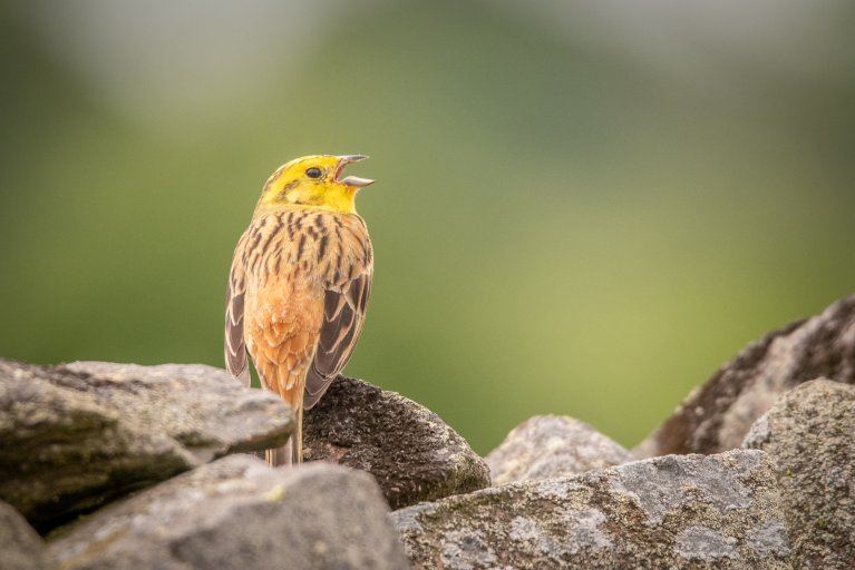 Yellowhammer bird at Bradgate Park, Leicestershire
