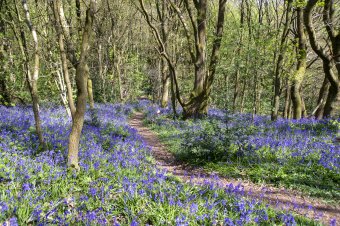 Bluebells at the Outwoods